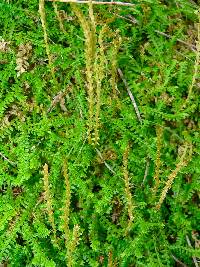 Selaginella helvetica image