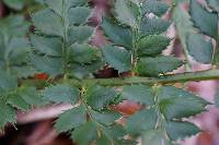 Polystichum aculeatum image