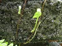 Nephrolepis cordifolia image