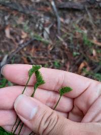 Schizaea bifida image