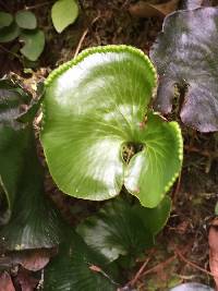 Hymenophyllum nephrophyllum image