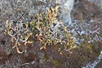 Selaginella eremophila image