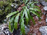 Asplenium scolopendrium subsp. scolopendrium image