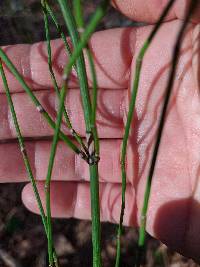 Equisetum ramosissimum subsp. ramosissimum image