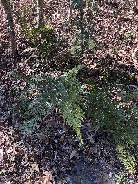 Dryopteris erythrosora image