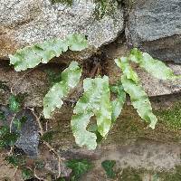 Asplenium scolopendrium subsp. scolopendrium image