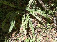 Cranfillia fluviatilis image
