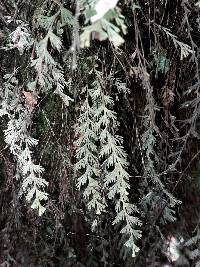 Hymenophyllum malingii image