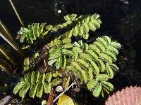 Salvinia natans image