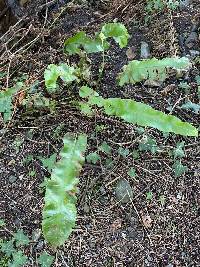 Asplenium scolopendrium subsp. scolopendrium image