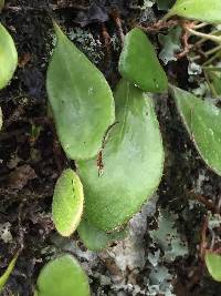 Pyrrosia eleagnifolia image