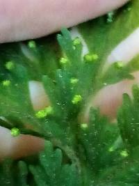 Hymenophyllum scabrum image