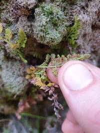 Asplenium hookerianum image