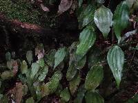 Cheiropleuria integrifolia image