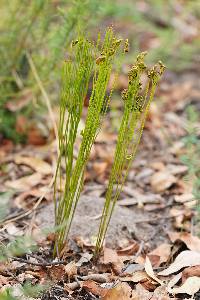 Schizaea bifida image