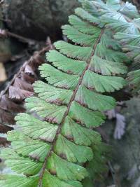 Adiantum caudatum image