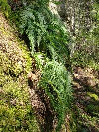 Polypodium glycyrrhiza image