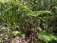 Dicksonia lanata image