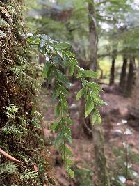 Tmesipteris obliqua image