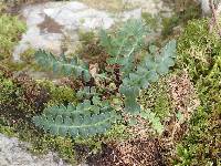 Asplenium ceterach image