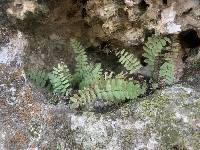 Asplenium resiliens image