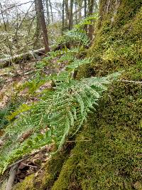 Polypodium glycyrrhiza image