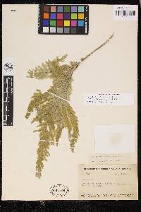 Selaginella illecebrosa image