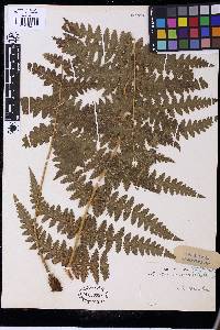 Blotiella pubescens image