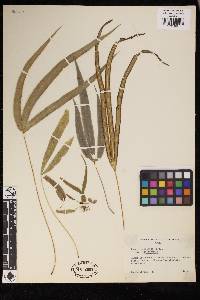 Pteris stenophylla image