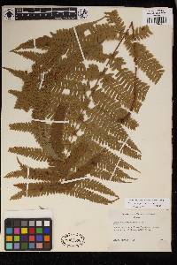 Pteris aspericaulis image