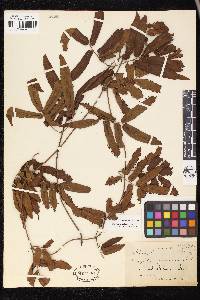 Lygodium salicifolium image