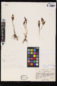 Ophioglossum polyphyllum image