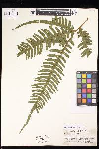 Pteris atrovirens image