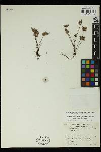 Notholaena californica image