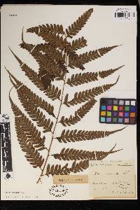 Pteris muricata image