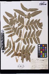 Osmunda japonica image