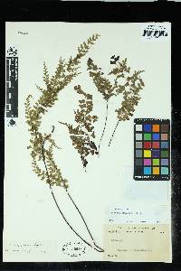 Lindsaea bouillodii image