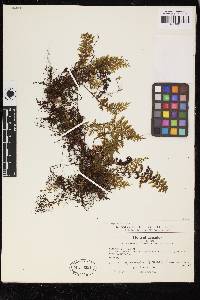Hymenophyllum myriocarpum var. nigrescens image