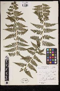 Dennstaedtia globulifera image