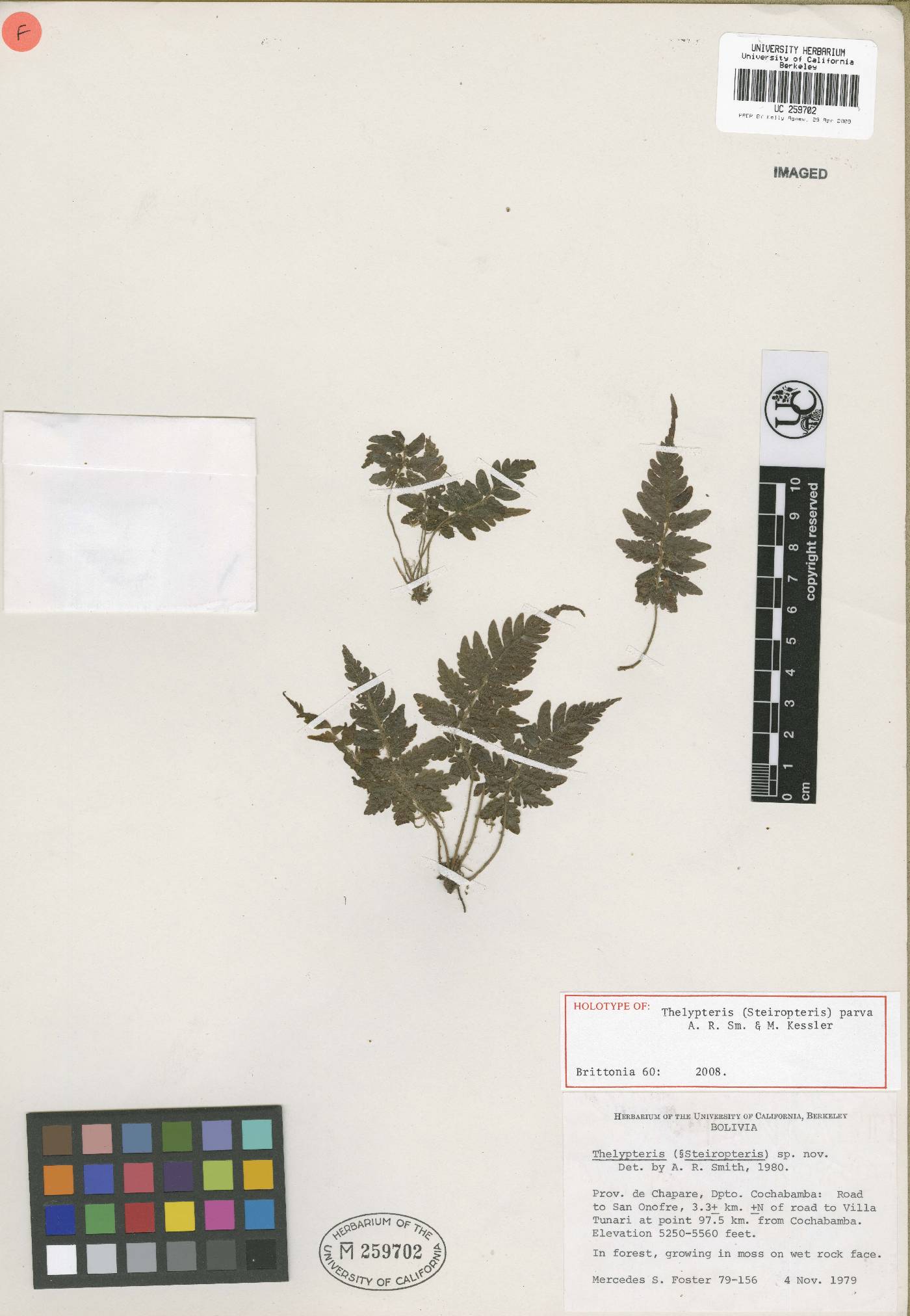 Steiropteris parva image