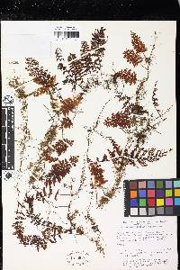 Hymenophyllum axillare image