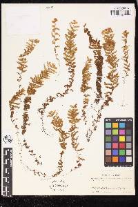 Hymenophyllum pulchellum image