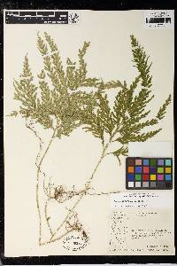 Selaginella flabellata image