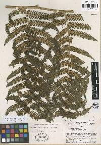 Cyathea atahuallpa image