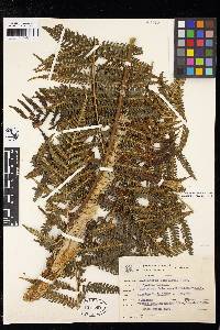 Cyathea axillaris image