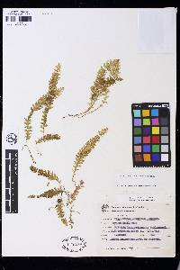 Trichomanes anadromum image