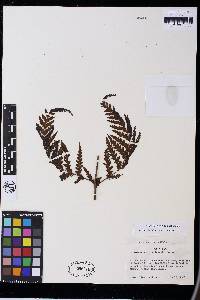 Loxsomopsis pearcei image