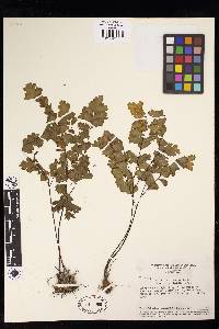 Adiantum sinuosum image