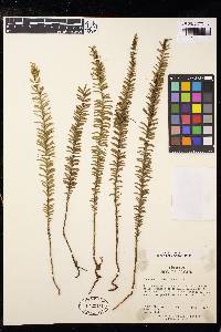 Tmesipteris vieillardii image