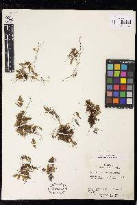 Hymenophyllum subobtusum image